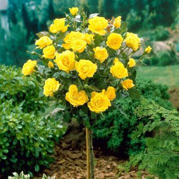 Large Standard Rose Tree - Cart D'Or