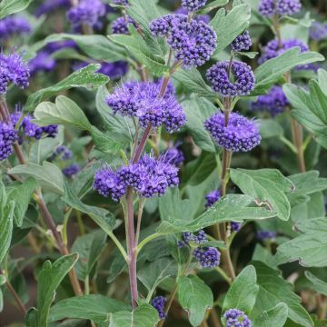 Caryopteris x clandonensis First Blue - Blue Beard - In Bud & Bloom