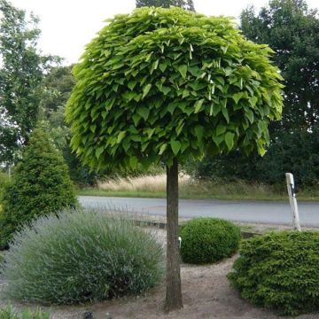 Catalpa Bignonioides Nana - Indian Bean Tree - LARGE 150-170cm Tree