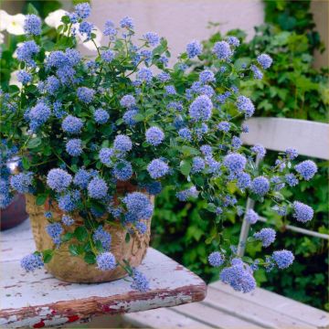 Ceanothus thyrsiflorus repens - Californian Lilac Tree - circa 150cm