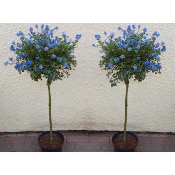 Ceanothus Victoria - Evergreen Californian Lilac Standard Tree - 160-180cm