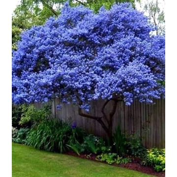 Ceanothus arboreus Trewithen Blue - Californian Lilac Tree - 100-120cm