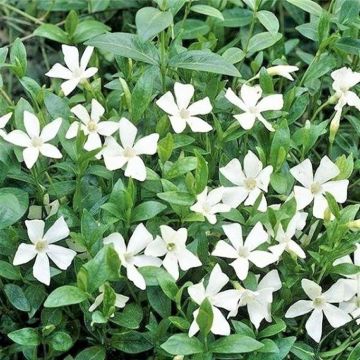 Vinca minor 'Alba' -  White Periwinkle