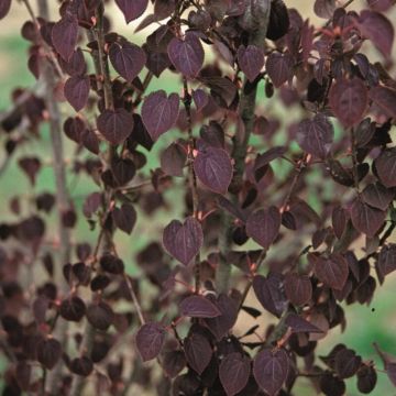 Cercidiphyllum Japonicum 'Rotfuchs' Katsura Tree - Red Fox Toffee Apple Tree