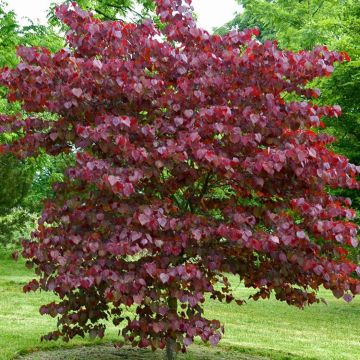 Cercis canadencis Forest Pansy - North American Redbud Tree 