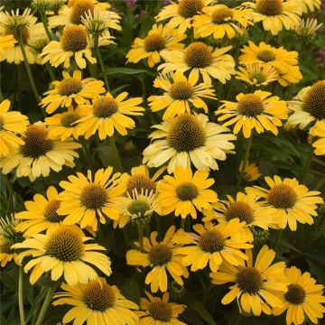 Echinacea Lakota Yellow