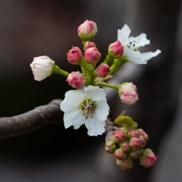 Pear Tree - Pyrus Chanticleer - 120cm