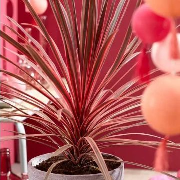 Cordyline 'Charlie Boy' - Torbay Palm