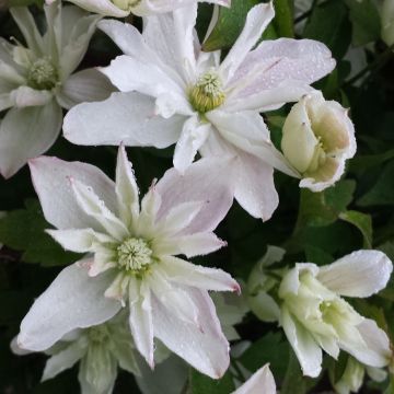 Clematis montana 'Primrose Star'