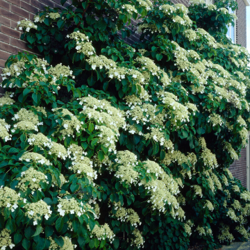 Hydrangea petiolaris - Climbing Hydrangea - EXTRA LARGE HEAVY GRADE SPECIMEN PLANT