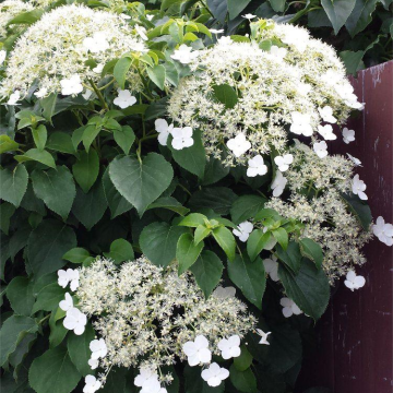 Hydrangea petiolaris - Climbing Hydrangea - Pack of THREE Hydrangea anomala Plants