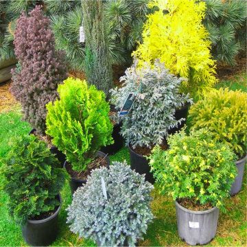 Trendy Textures - Patio Conifer Collection - Pack of FIVE Different Plants
