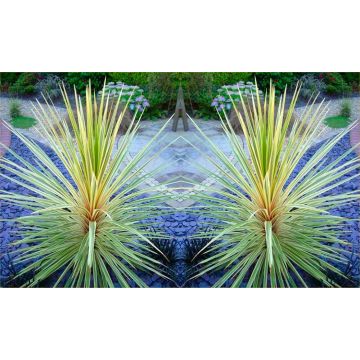 Cordyline Torbay Dazzler - Exotic Variegated Palm