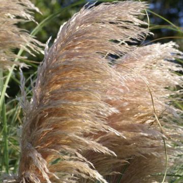 Cortaderia Copper Mistral - Pampas Grass