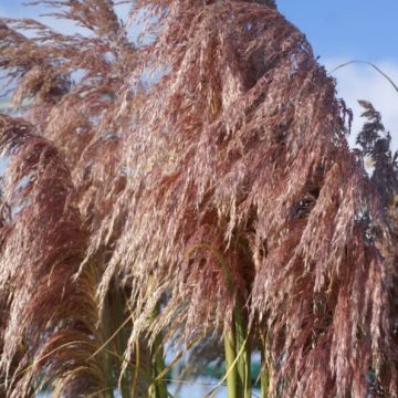 Cortaderia Red Mistral - Pampas Grass