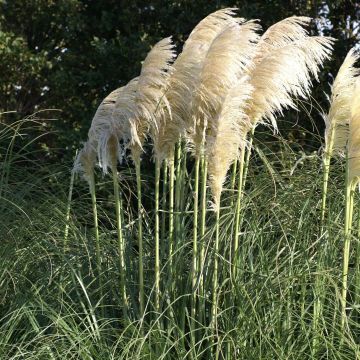 Pampas Grass - Cortaderia  White Mistral