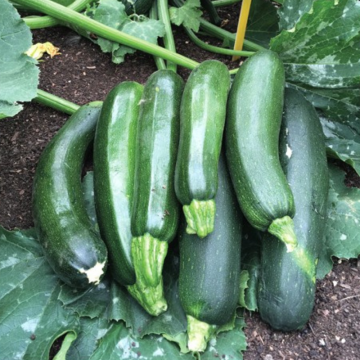 Courgette Plant - Ambassador