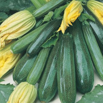 Courgette Plant Early Gem