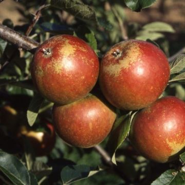 Apple Tree - Cox's Self Fertile (MM106) - 150cm