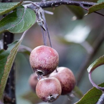 Crabapple Tree - Malus Crimson Cascade - 160cm