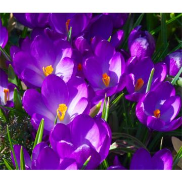 Crocus Ruby Giant - Pack of 12