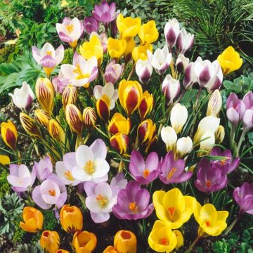 Crocus species mixed - Pack of 40