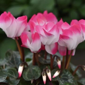 LARGE Cyclamen INDIAKA in Bud and Bloom