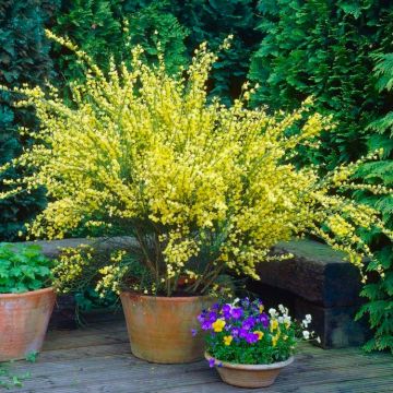 Cytisus scoparius - Golden Scotch Broom