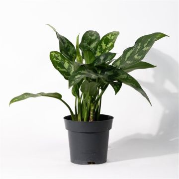 Aglaonema Maria