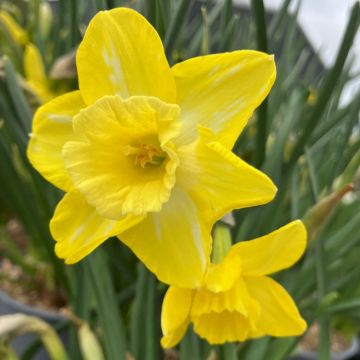 Narcissus Hillstar - Pack of 10