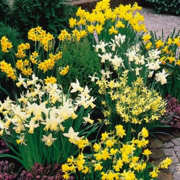 Narcissus Dwarf Rockery Mixture - Daffodils - Pack of 25