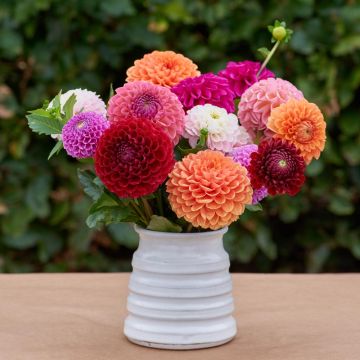 Dahlia Pompon Mix - Pack of THREE Ball Dahlias