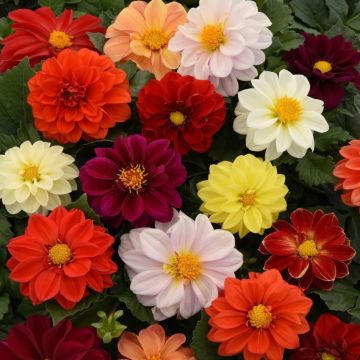 Dahlia Border Mix - Pack of Three Bare Root Plants