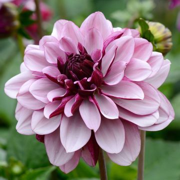 Dahlia Creme de Cassis 