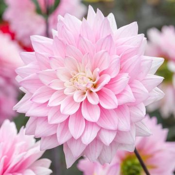 Dahlia - Decorative Small-flowered Karma Prospero