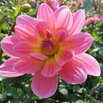 Dahlia - Waterlilly flowered Twiggy