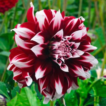 Dahlia X Factor