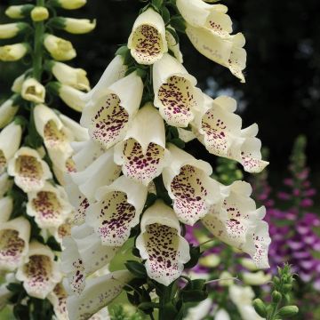 Digitalis purpurea Dalmation Cream - Foxgloves