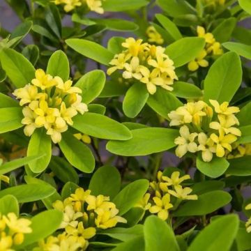 Daphne gemmata Royal Crown - Rare Yellow Flowered Chinese Daphne