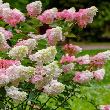 Hydrangea paniculata 'Pink Lady'