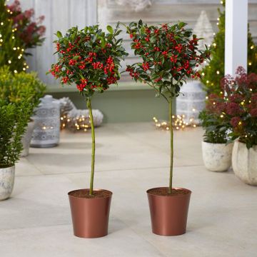 Pair of Premium Quality Festive Holly Trees Covered in Berries with Contemporary COPPER Planters