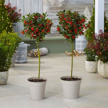 Pair of Premium Quality Festive Holly Trees Covered in Berries