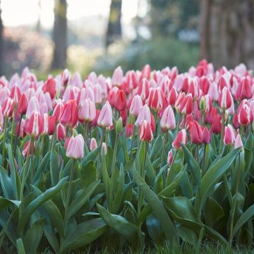 Tulip Delight Mix - Pack of 6