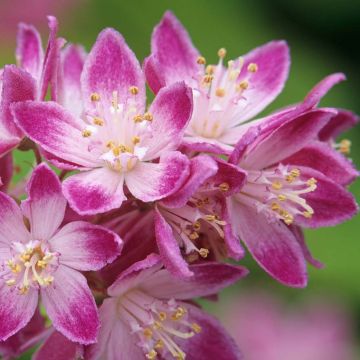 Deutzia Pink Pom Pom