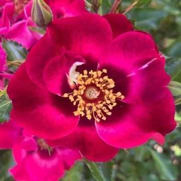 Rose Devil Babylon Eyes - Shrub Rose