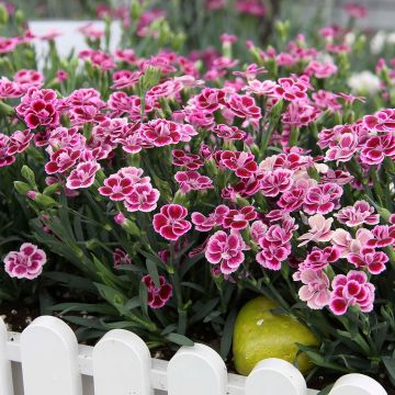 Dianthus Pink Kisses - Fragrant Pink - In Bud & Bloom