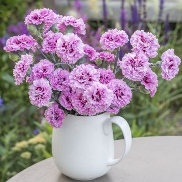 Dianthus Plant Pink Ruffles Flowers - beautiful bouquet of Blooms in a vase/jug