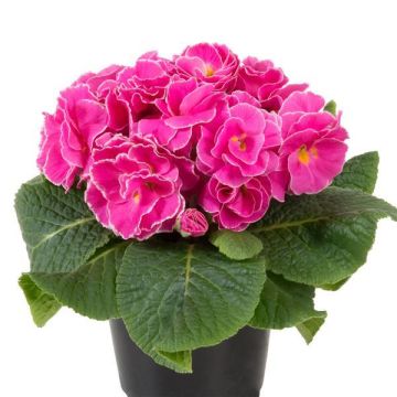 Primula rubens Pink - Double Primrose in Bud & Bloom