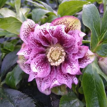 Helleborus Double Ellen Spotted Pink