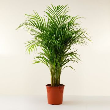 Dypsis Areca Parlour Palm - Perfect Palm for indoors - 60-80cm